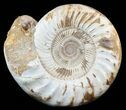 Jurassic Ammonite Fossil With Stand - Sakaraha, Madagascar #51260-1